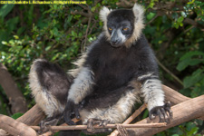 ruffed lemur